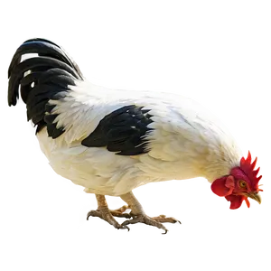Farmyard Rooster Graphic PNG Slt