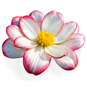 Fascinating Bloom Icon PNG Laj PNG