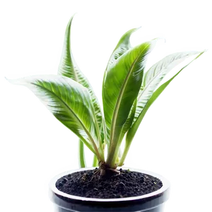 Fast Growing Plant PNG 05032024