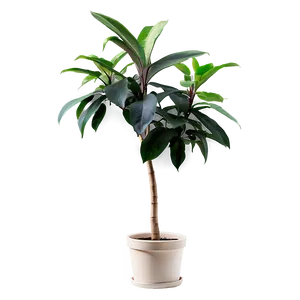 Fast Growing Plant PNG Jlv PNG