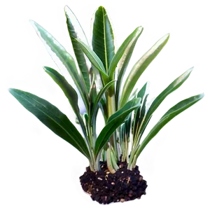 Fast Growing Plants Png 20 PNG image