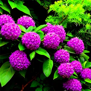 Fast Growing Shrubs PNG Iyd87 PNG