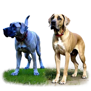 Fawn Great Dane Png 84 PNG image