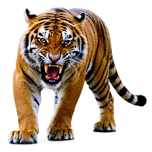 Fearless Angry Tiger Png 76 PNG image