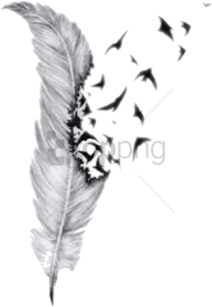 Feather Dissolving Effect PNG image