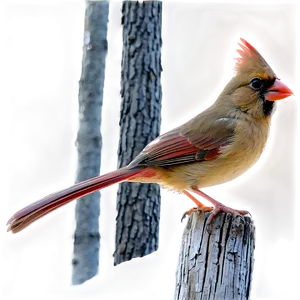 Female Cardinal Png Acb22 PNG image