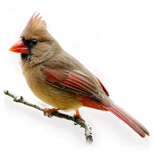 Female Cardinal PNG Kww69