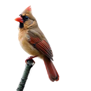 Female Cardinal PNG Wnk29