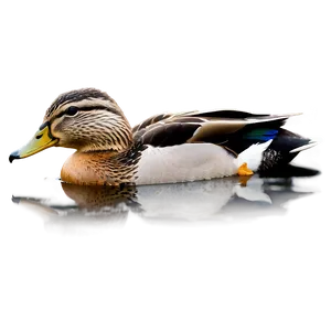 Female Mallard Duck PNG 78 PNG