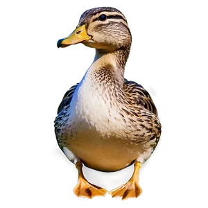 Female Mallard Duck PNG Cli