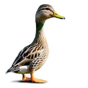 Female Mallard Duck PNG Jay80 PNG