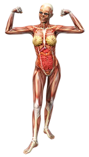 Female_ Muscular_ System_ Pose PNG image