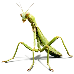 Female Praying Mantis Png Ron PNG image