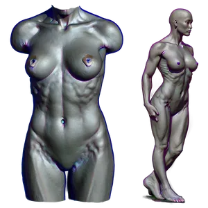 Female Torso Drawing Png 63 PNG image