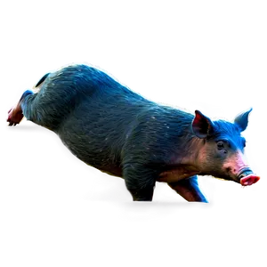 Feral Hog PNG 06252024