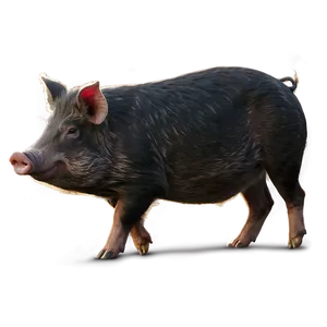 Feral Hog Png 06252024 PNG image