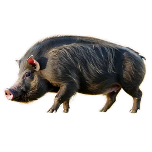 Feral Hog PNG 12