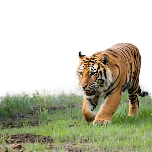 Feral Tiger In Action PNG 36
