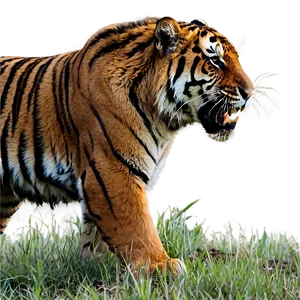 Feral Tiger In Action PNG Jjh PNG