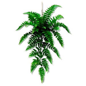 Fern Hanging Plant Png 05252024 PNG image