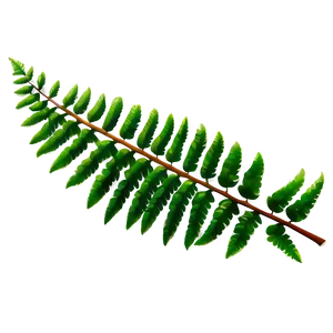 Fern Leaf C PNG image