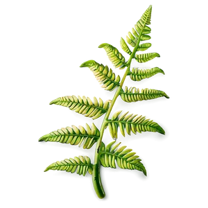 Fern Leaf Close-up Detail Png Fcw89 PNG image