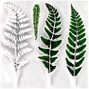 Fern Leaf Fossil Impression PNG 06282024