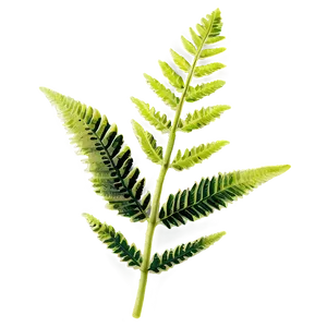 Fern Leaf Fossil Impression PNG 86