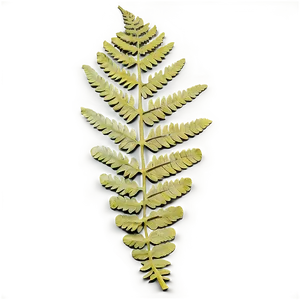 Fern Leaf Fossil Impression PNG Rdj