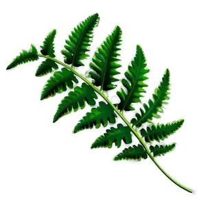 Fern Leaf Illustration Png 63 PNG image