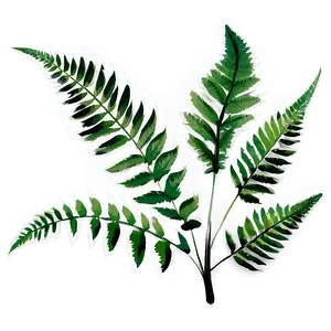 Fern Leaf In Black And White PNG Bfl20 PNG