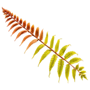 Fern Leaf In Natural Habitat Png 06282024 PNG image