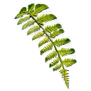 Fern Leaf In Natural Habitat Png Cwh65 PNG image