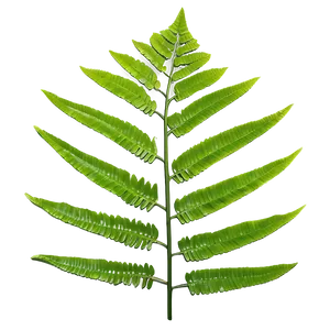 Fern Leaf Outline Png 06282024 PNG image