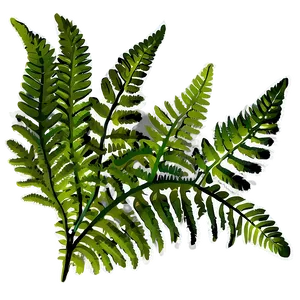 Fern Leaf Outline Png Mbu24 PNG image