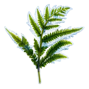 Fern Leaf With Frost PNG 69