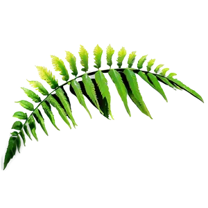 Fern Leaf Zen Garden PNG 06282024