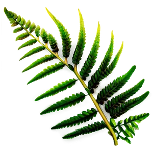 Fern Leaves PNG 05042024