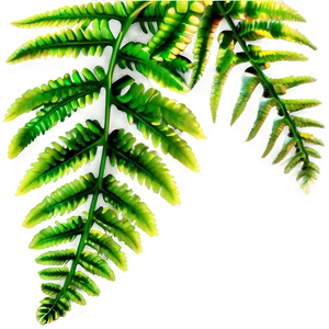 Fern Leaves PNG Vyd56