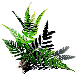 Fern Plant Shadow Display Png 85 PNG image