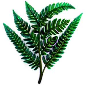 Fern Tropical Leaf PNG 06122024