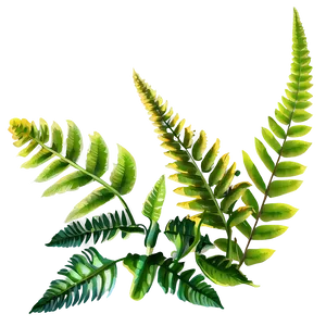 Ferns Plants Png 05042024 PNG image