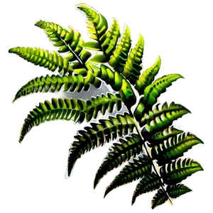 Ferns Plants PNG 87