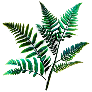 Ferns Plants PNG 90