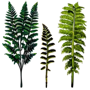 Ferns Plants PNG Boq