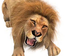 Ferocious Lion Roaring