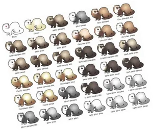 Ferret Color Variations Chart