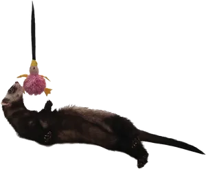 Ferret Playing With Toy PNG
