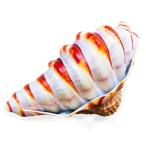 Festive Conch Shell PNG Oxr96 PNG