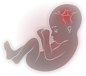 Fetal Development Illustration PNG image